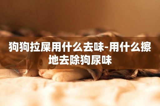 狗狗拉屎用什么去味-用什么擦地去除狗尿味